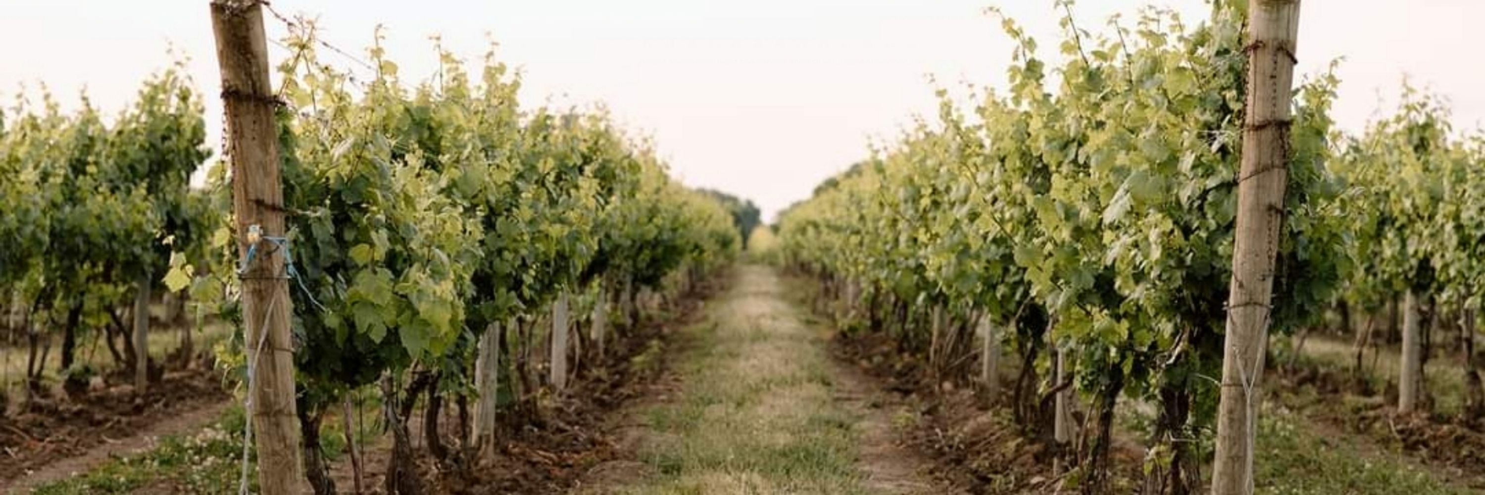 Erie Shore Vineyard