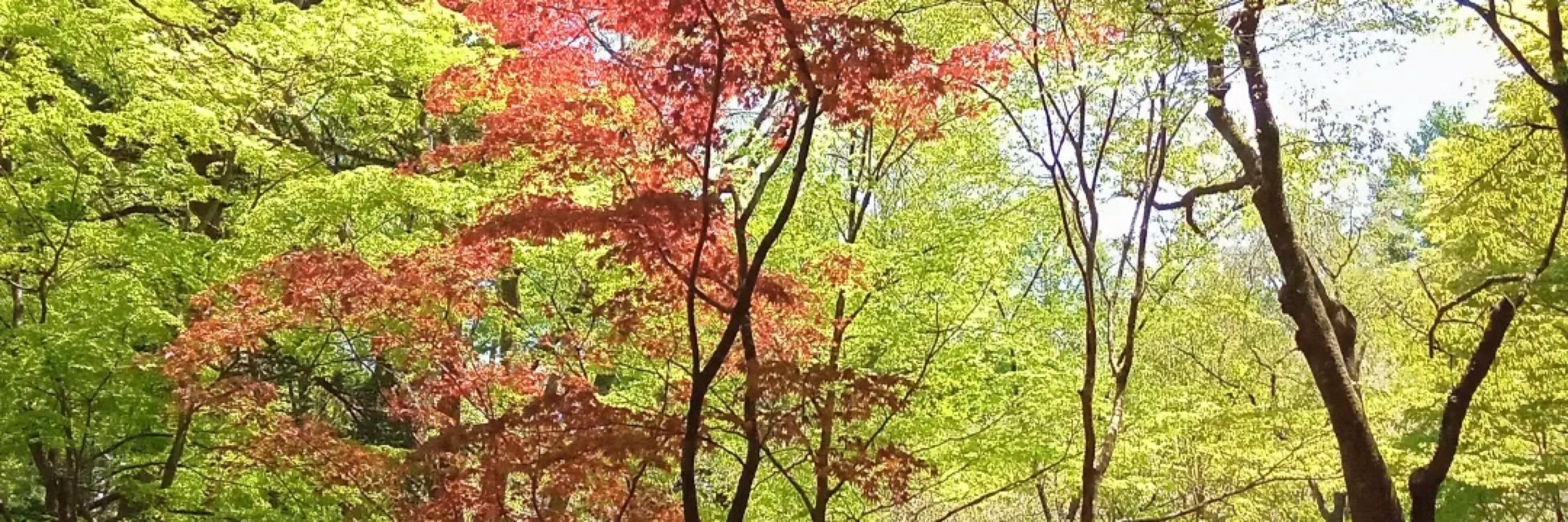 Sarusa