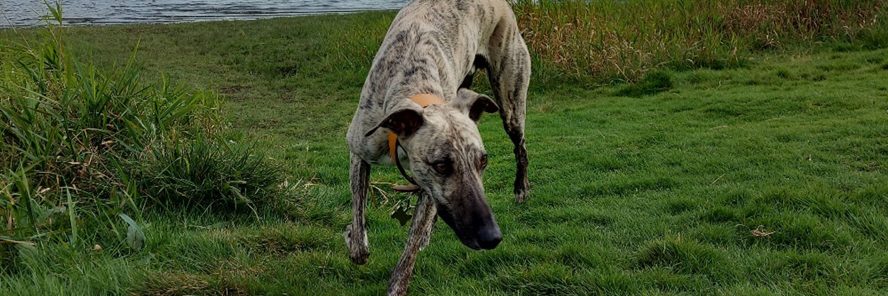 Wilfred Whipplington Woo