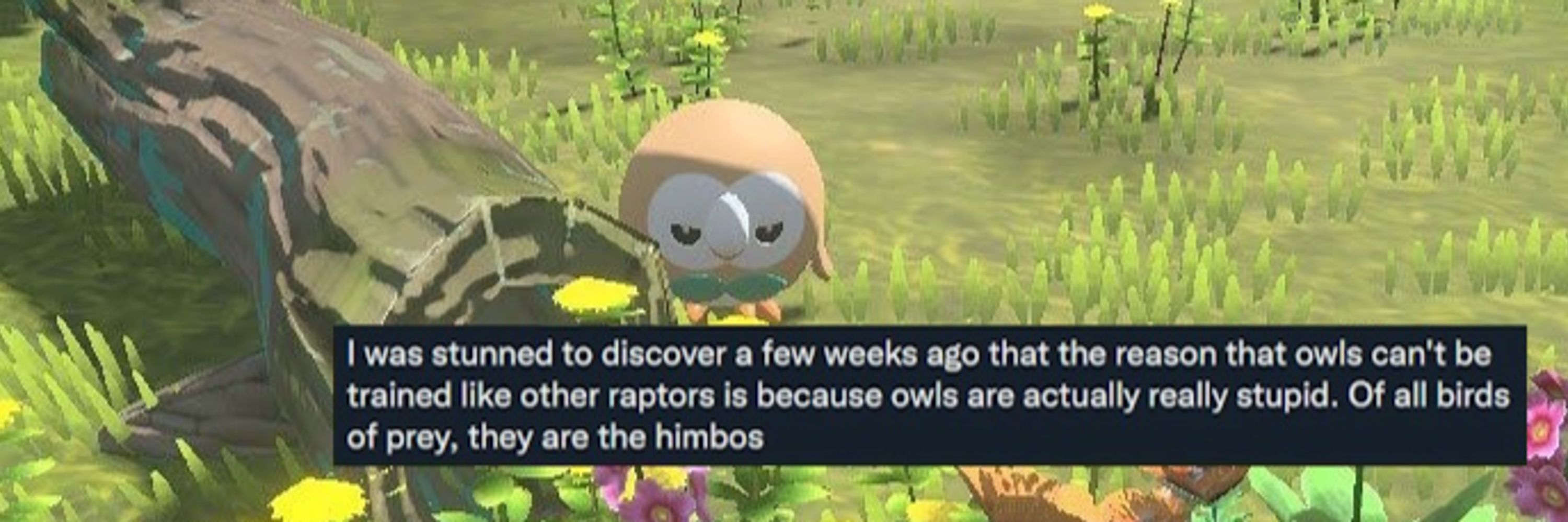 Pyronoid! 🦉🐻