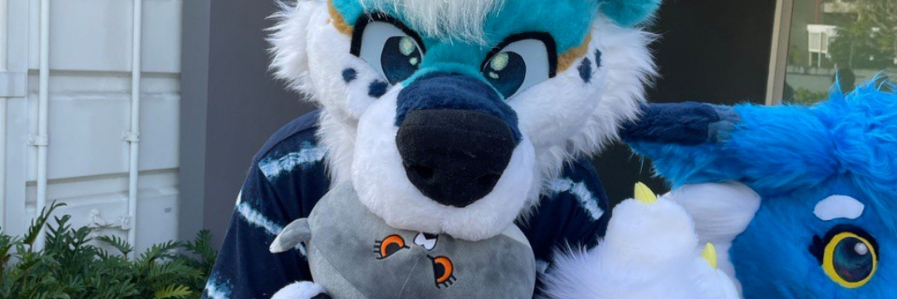 Davey The Husky
