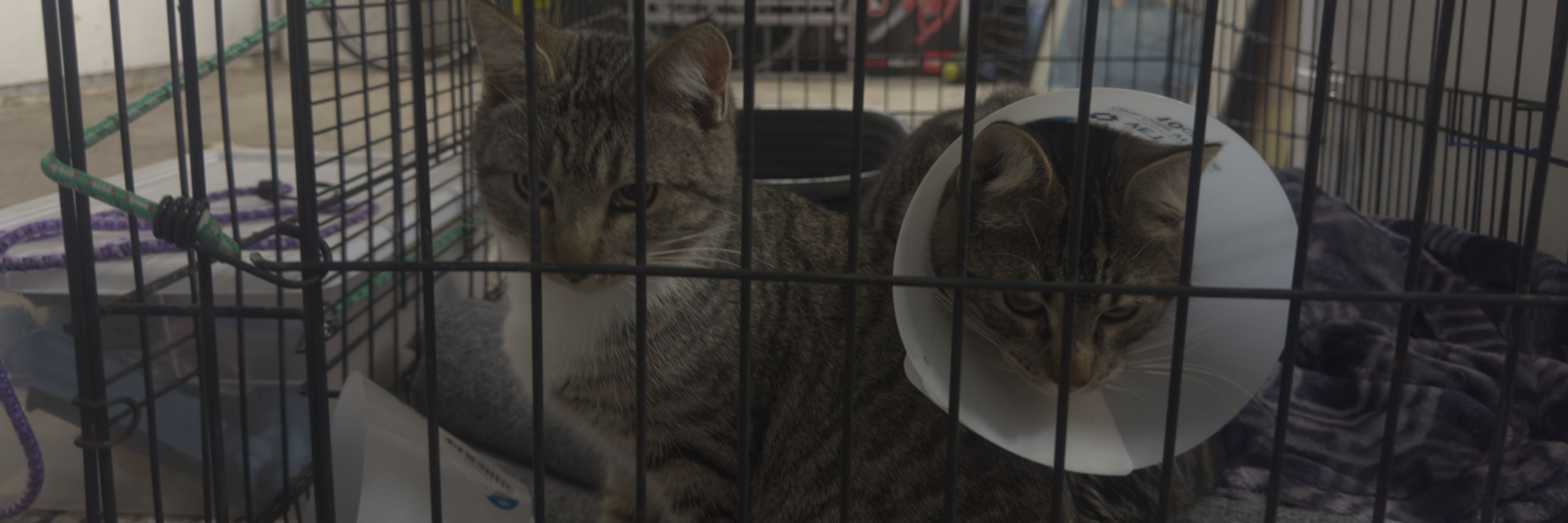 Elm Street Animal Aid & TNR