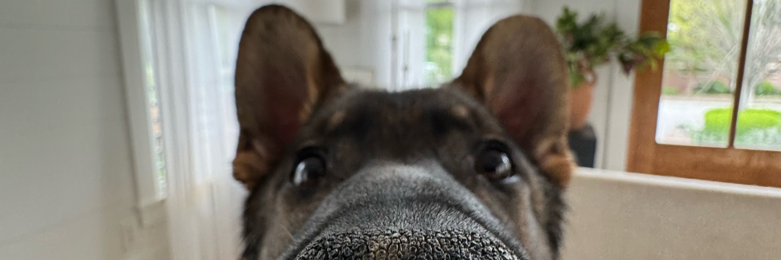 Maggie