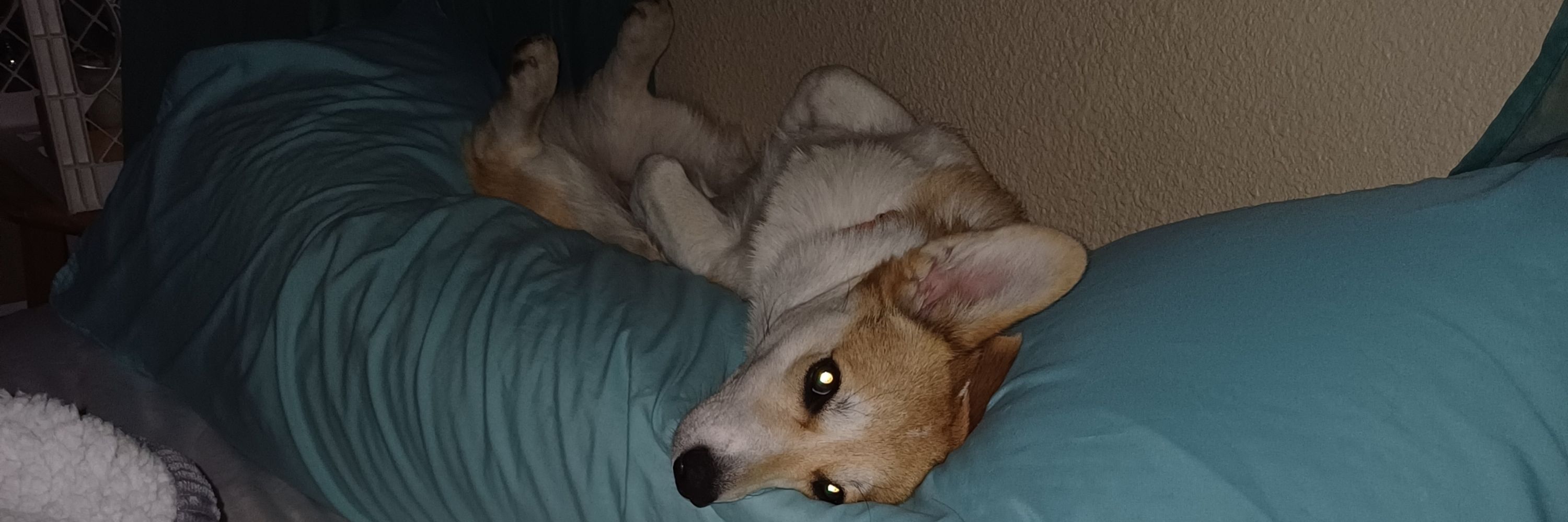 Shi