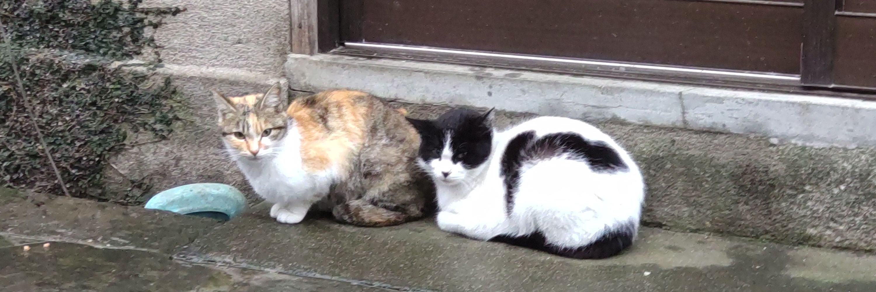 きびなご