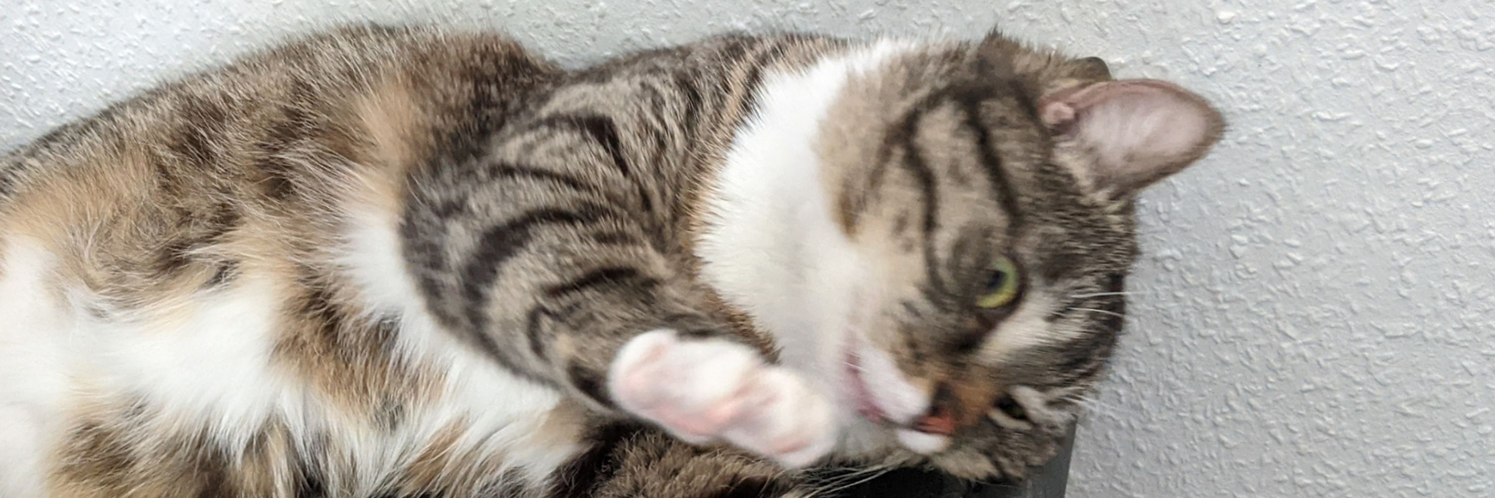 Tiggi