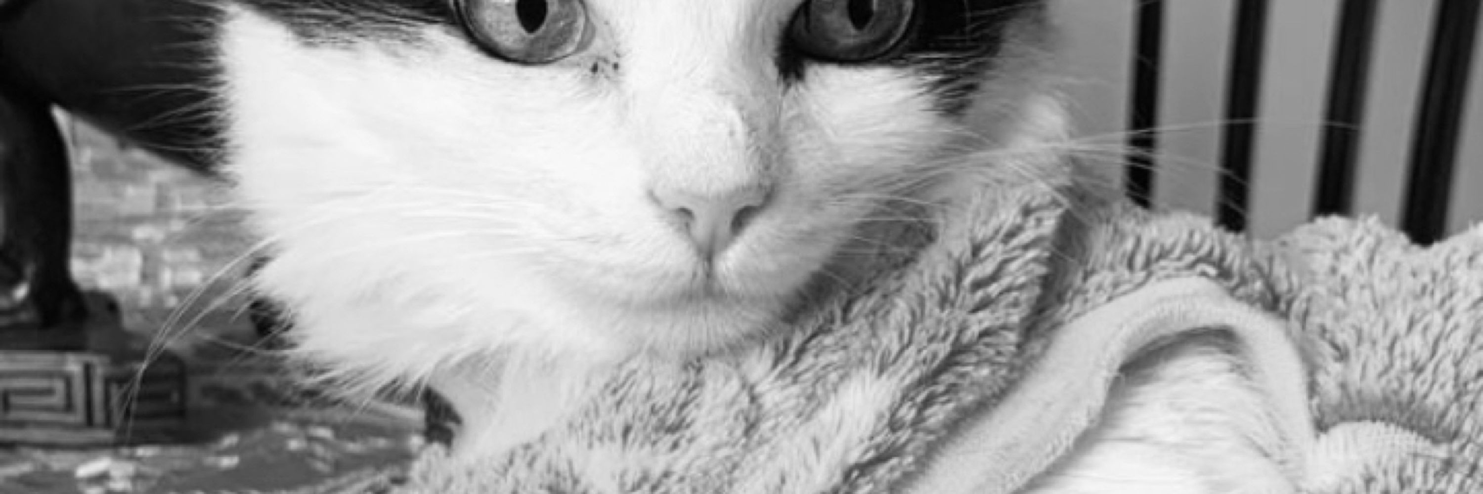 emily 🐈‍⬛