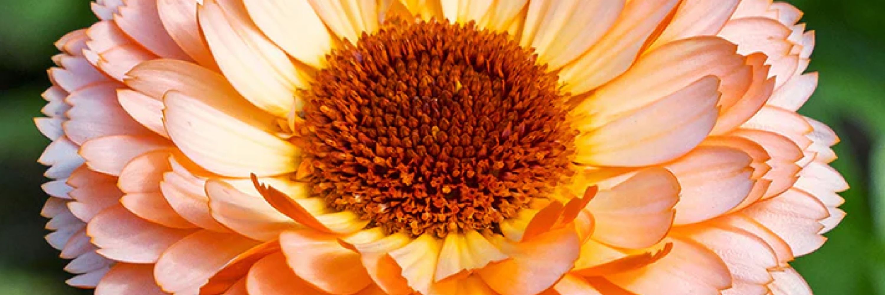 Calendula