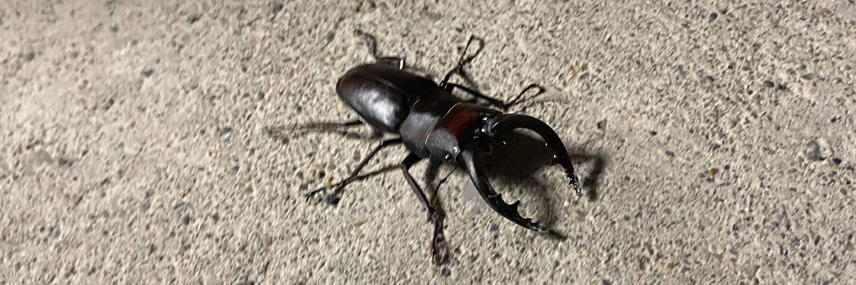 カナかな団首領