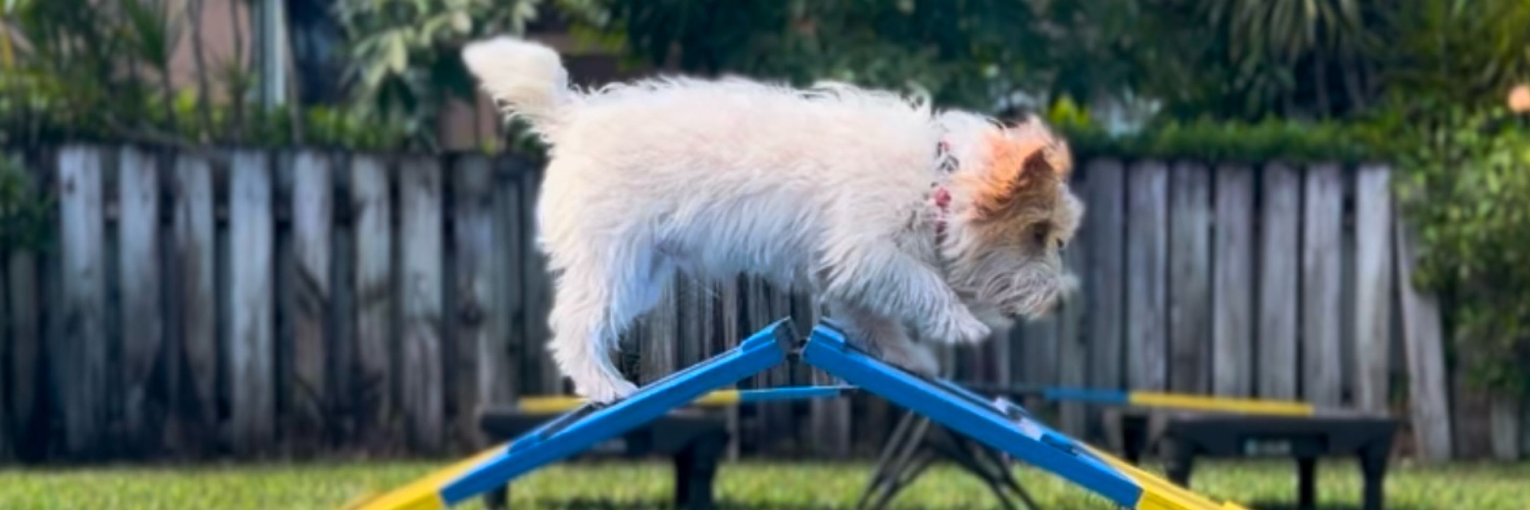 Dog Training Academy