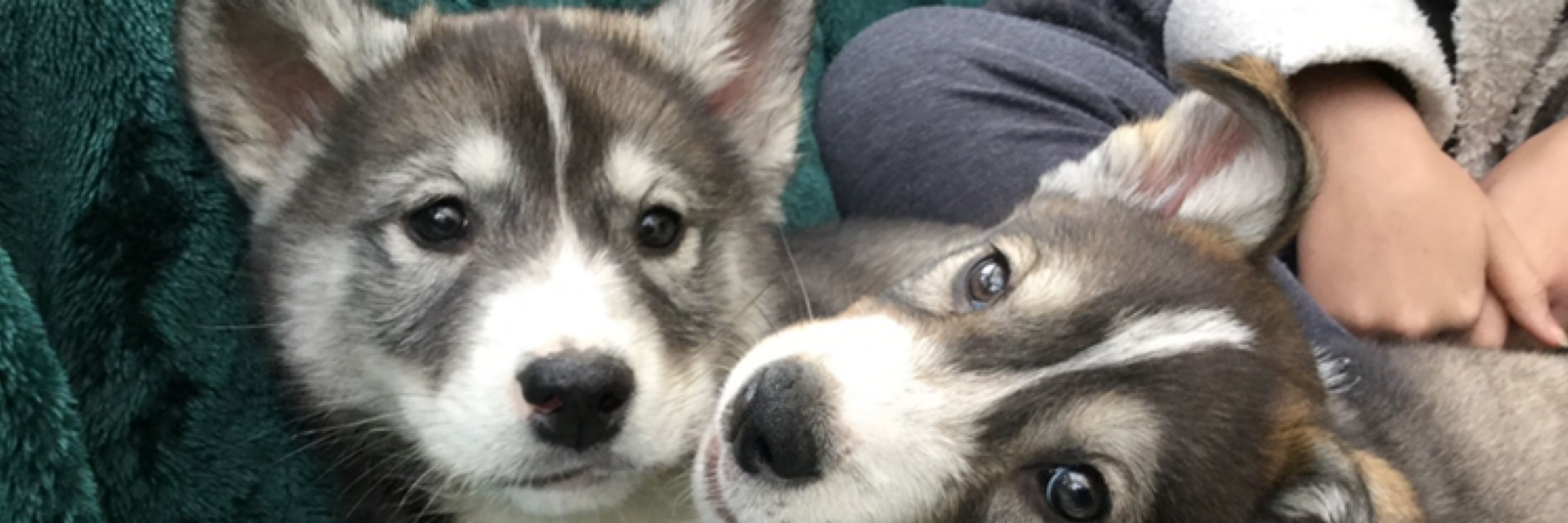 Foxdru