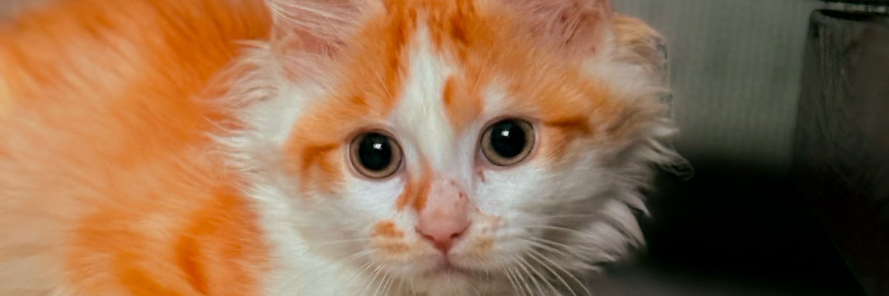 Boris the Cat