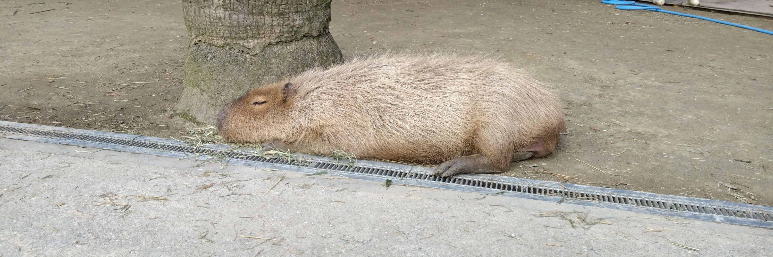 やませ