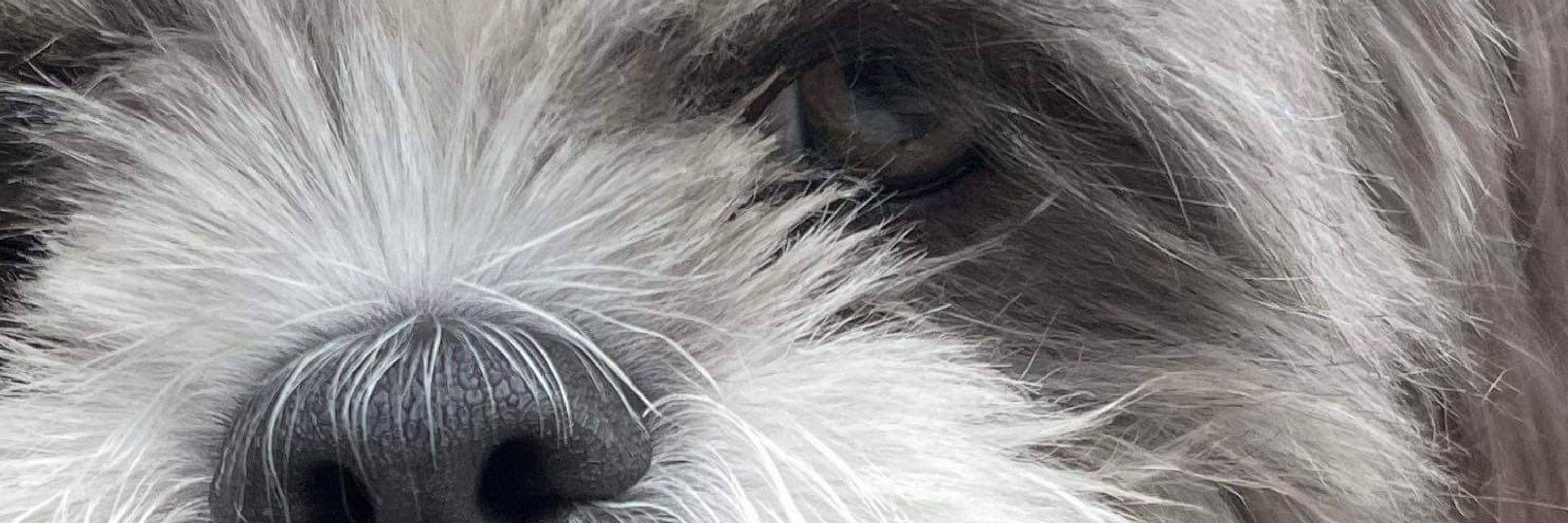 FPL Shih Tzu