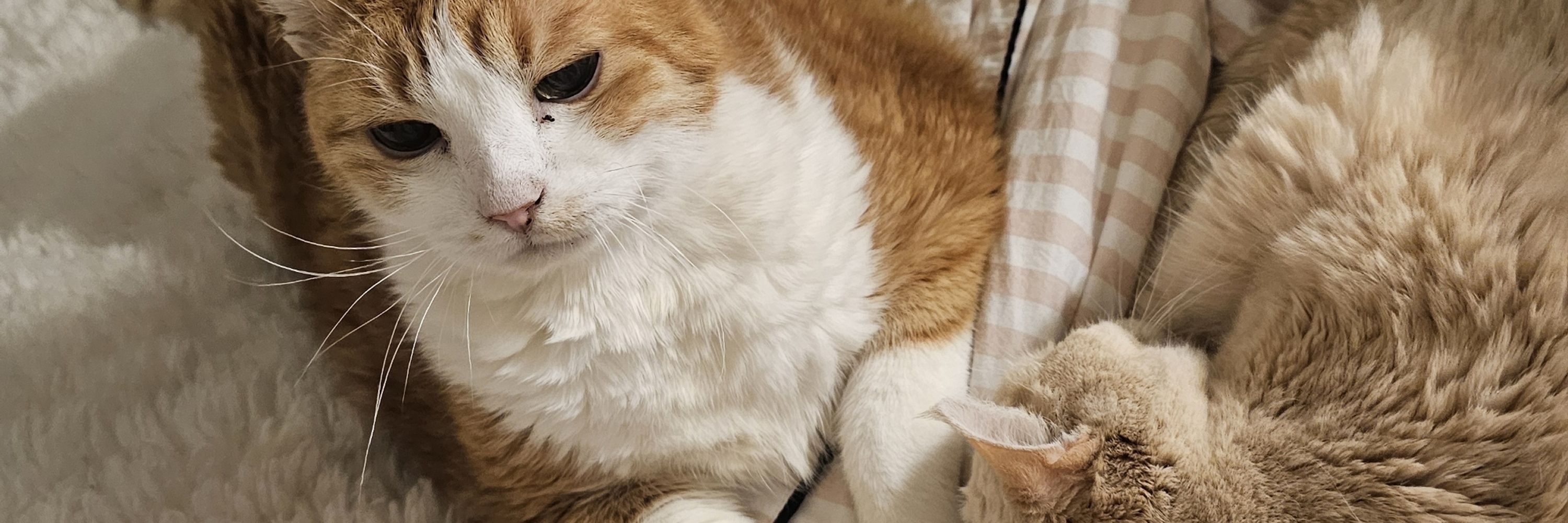 Queen Tofu