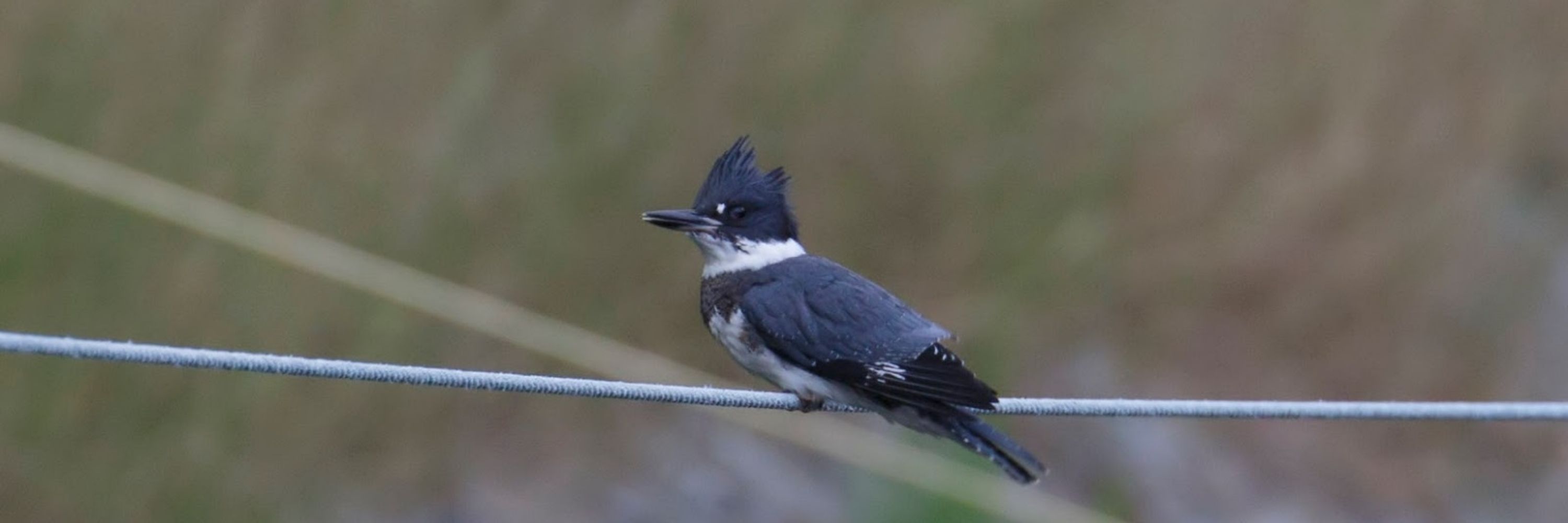 Kingfisher on a Wire