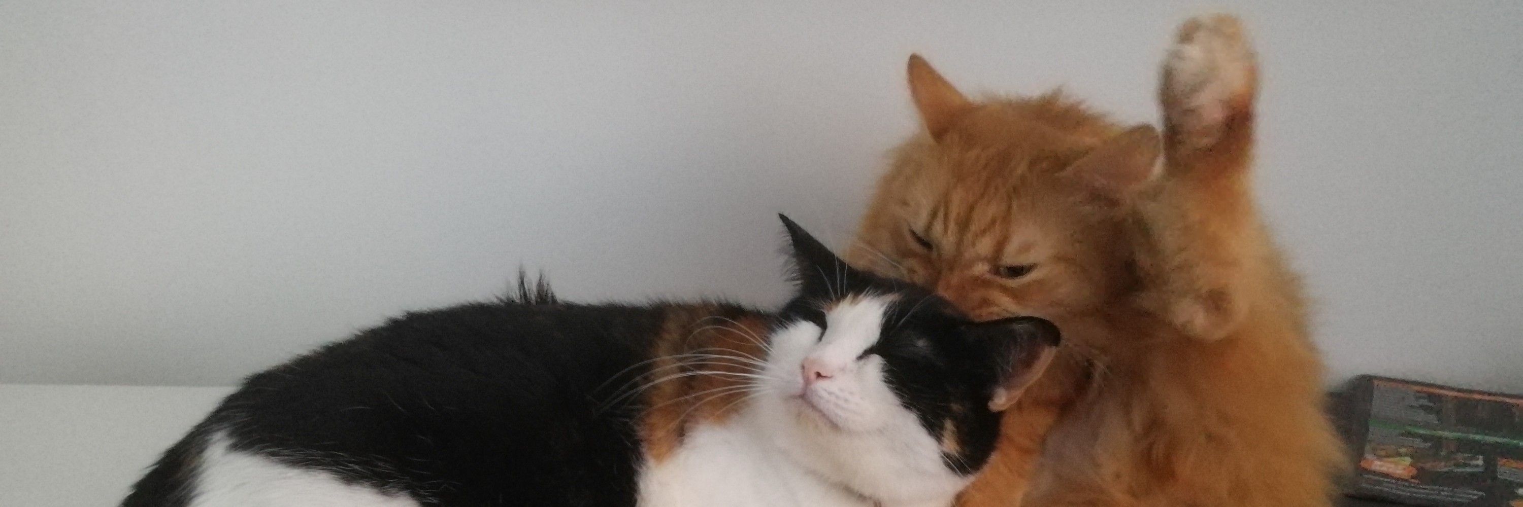 Коты оборомоты