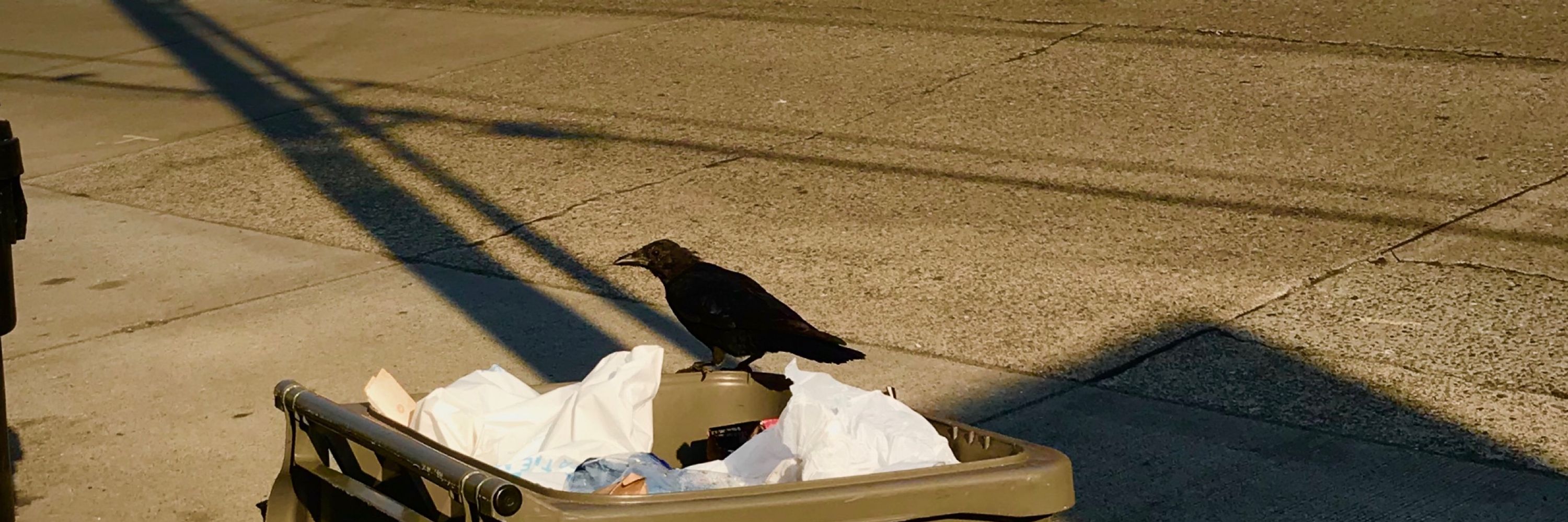 Several Crows