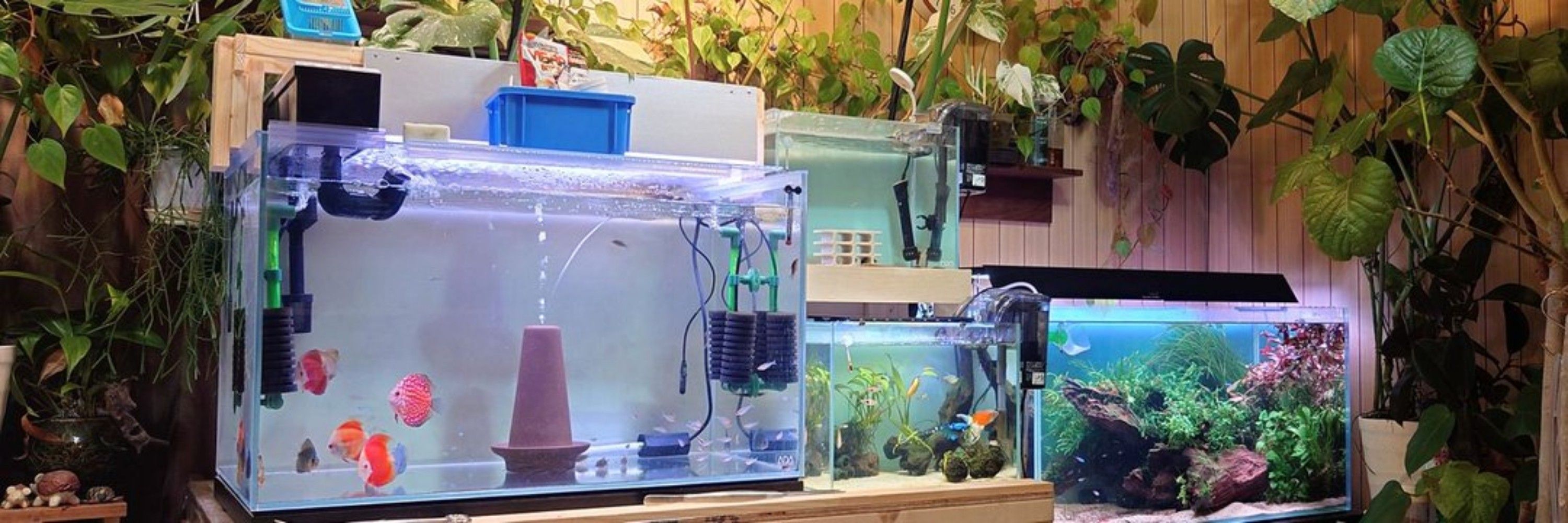 レモン作家氏の植物日記
