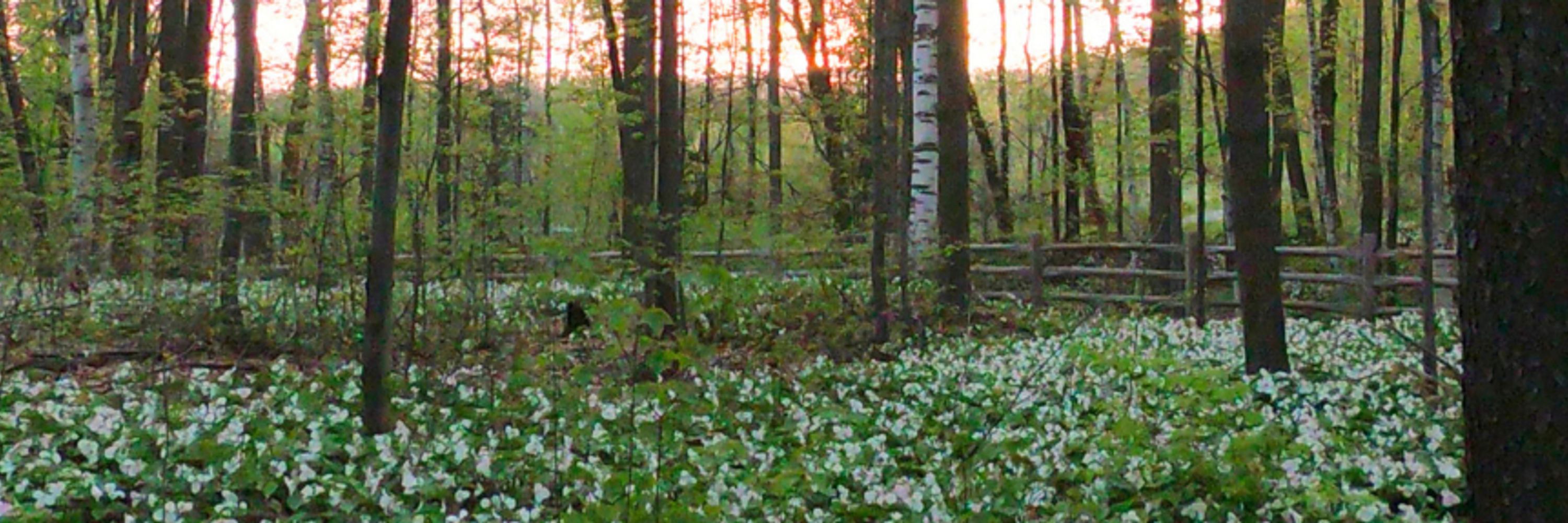 Forests Canada