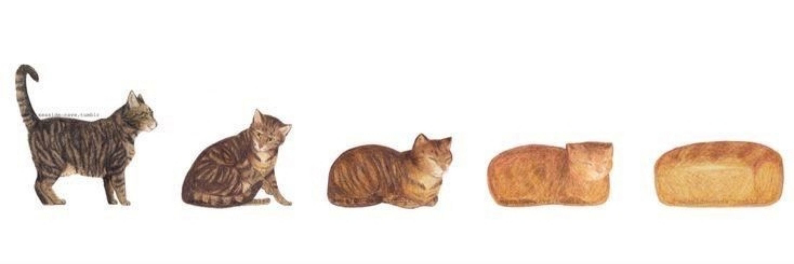 лекси
