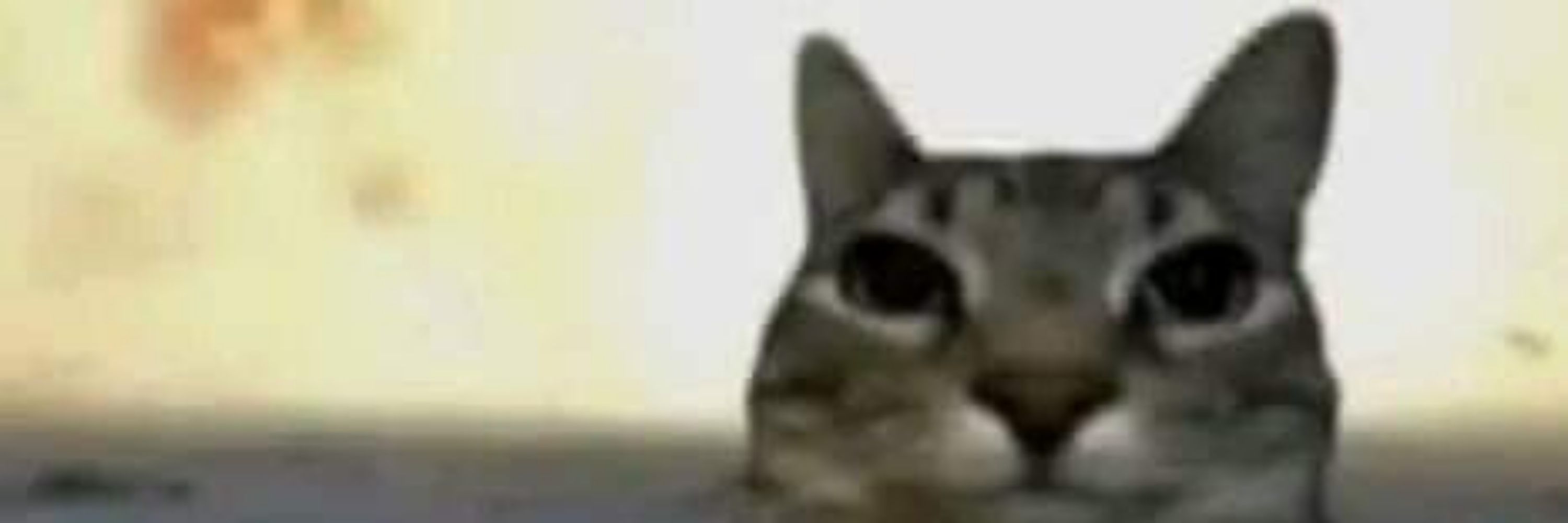 Azki