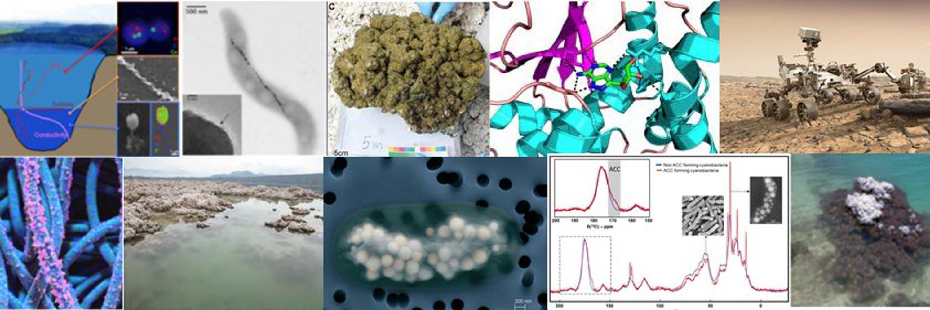Biomin IMPMC