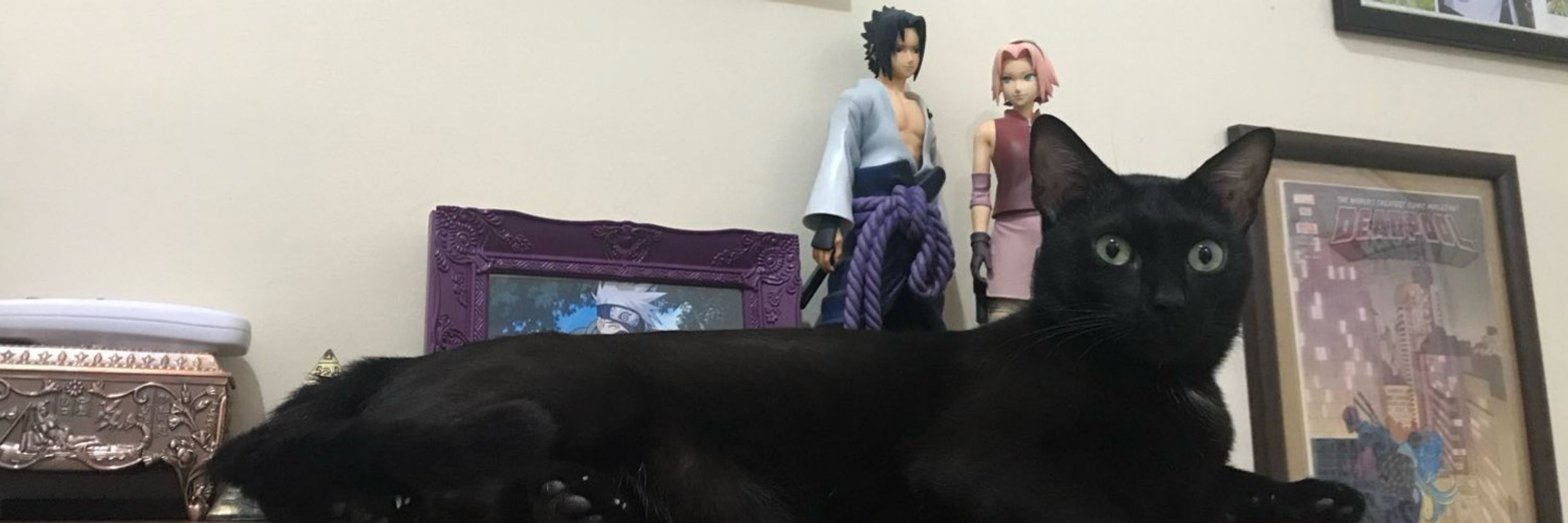 toni 🐈‍⬛🍊🐈🔪