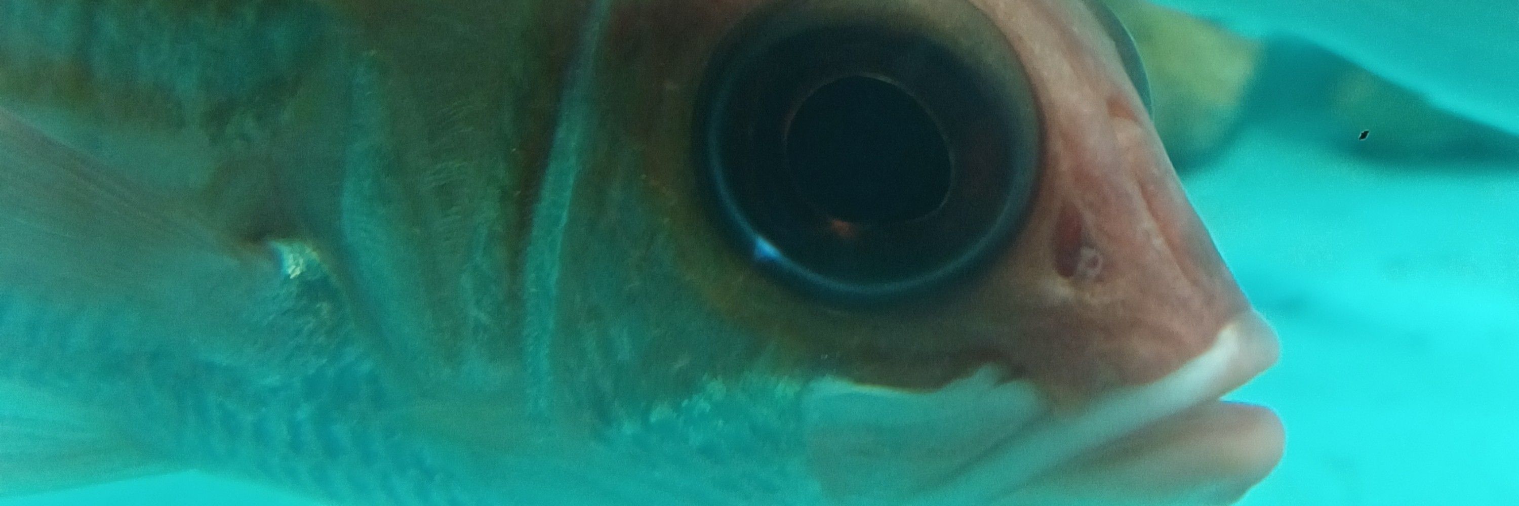 fura