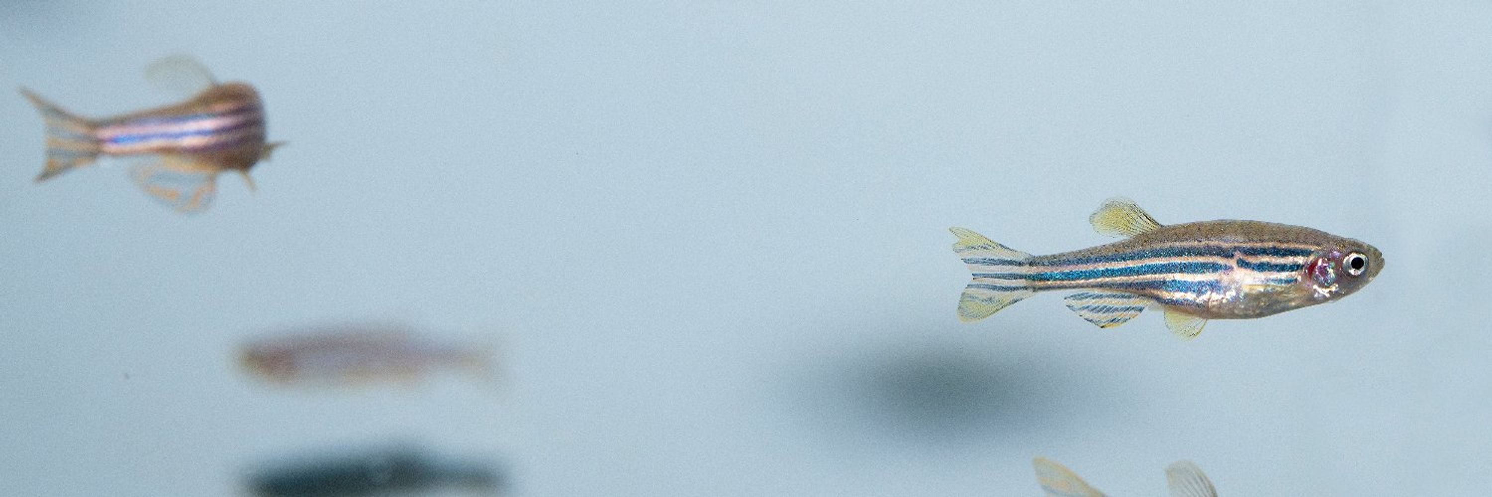 IGC Zebrafish