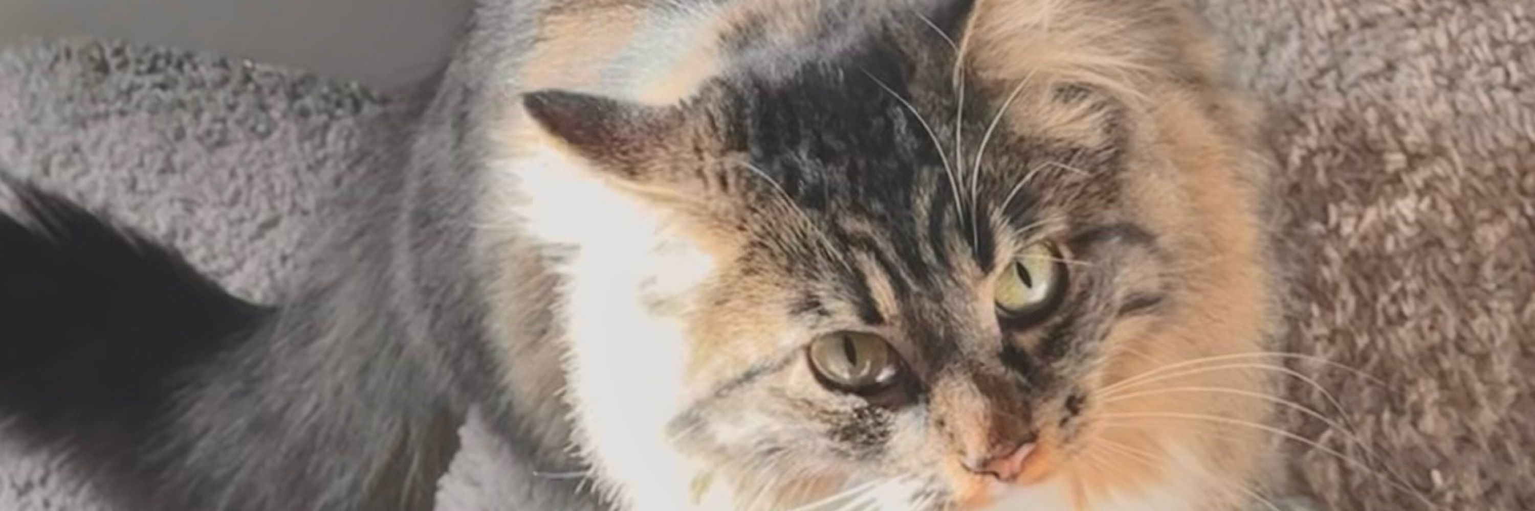 snorglepuss