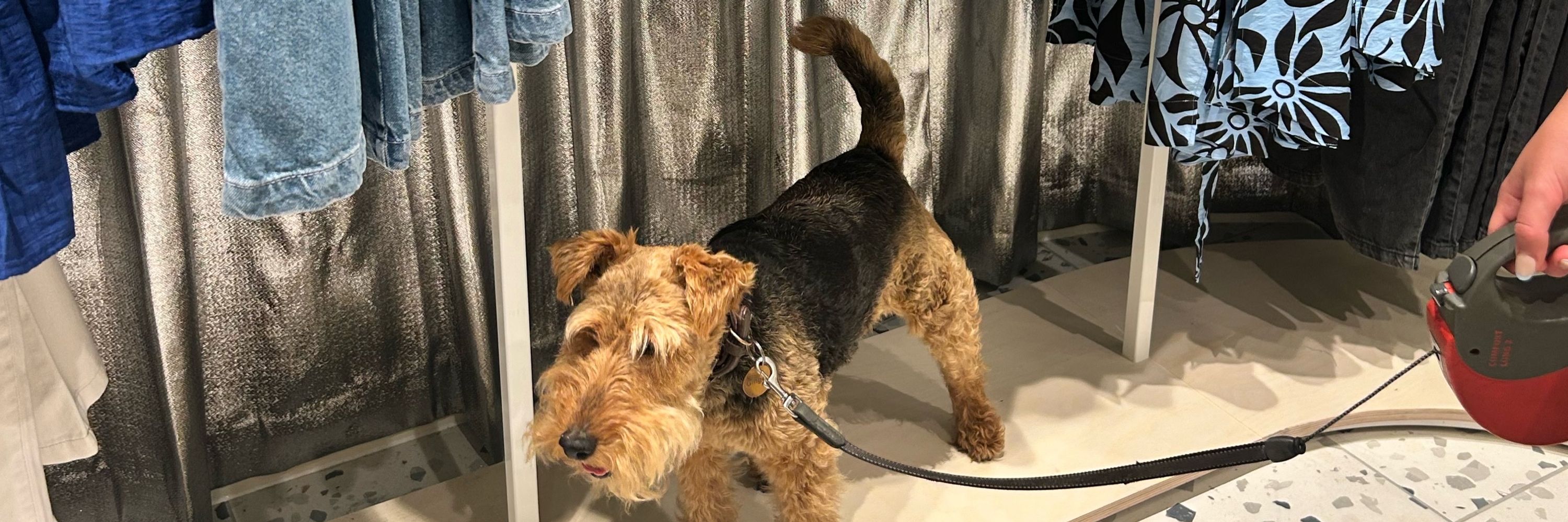 Ginger Welsh Terrier