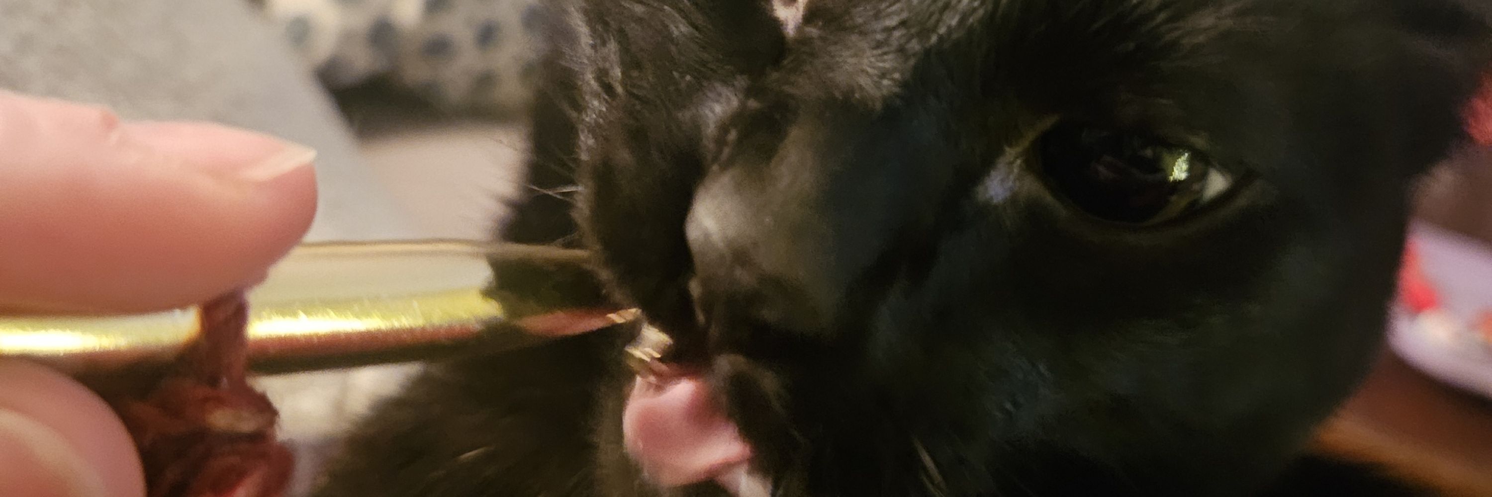 Darkfea