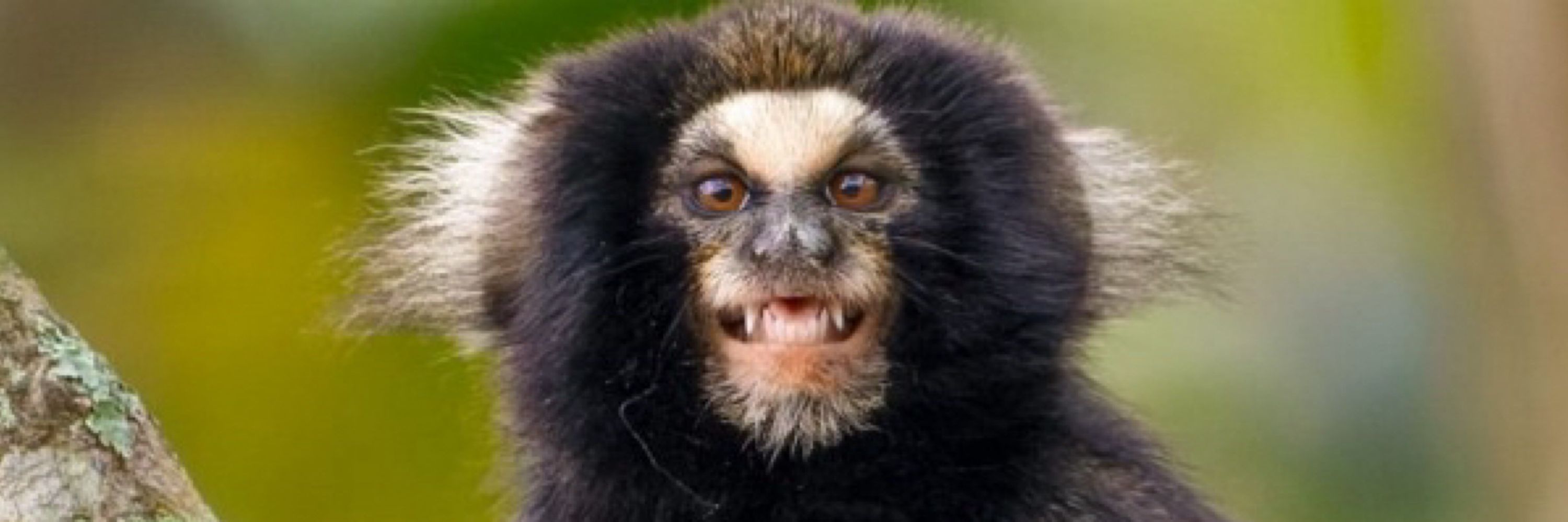 sagui-da-serra-escuro