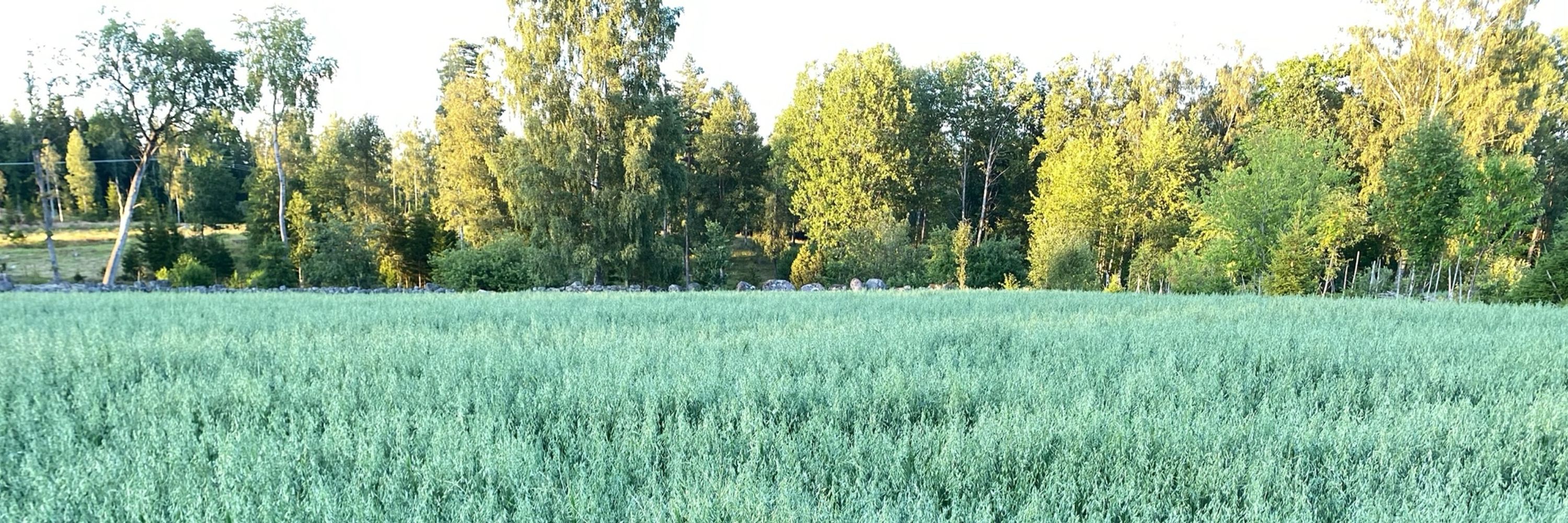 Jonas Feldbæk