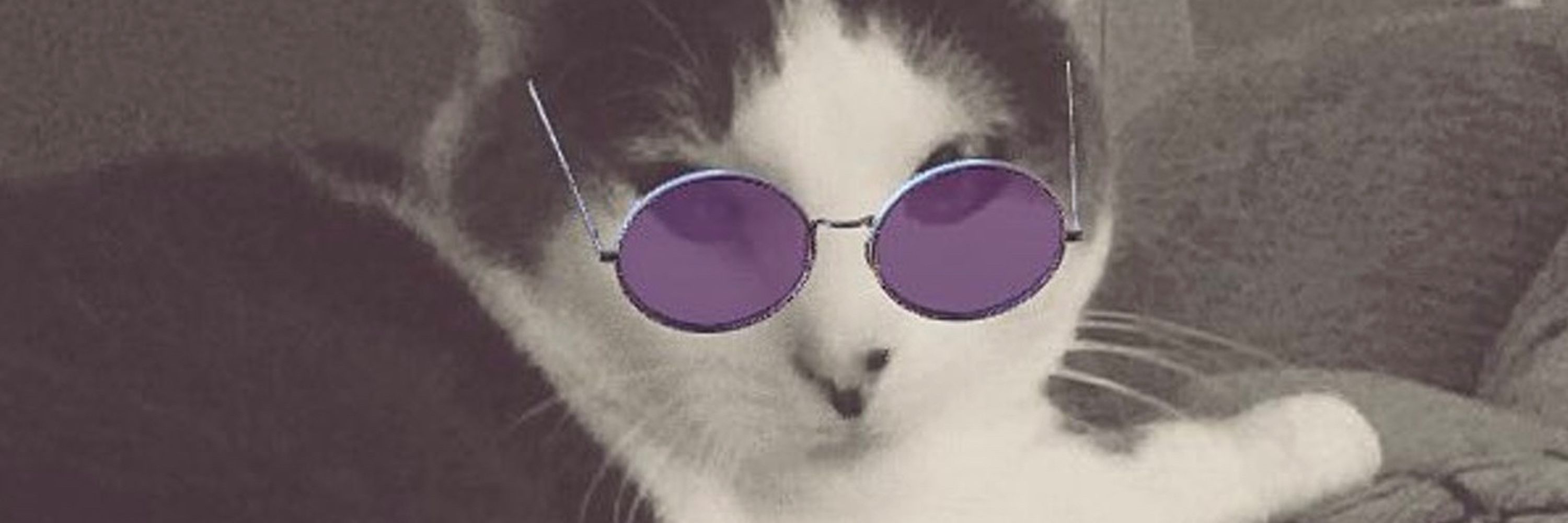 Katty McCatnip ☮️ 🇺🇸💙