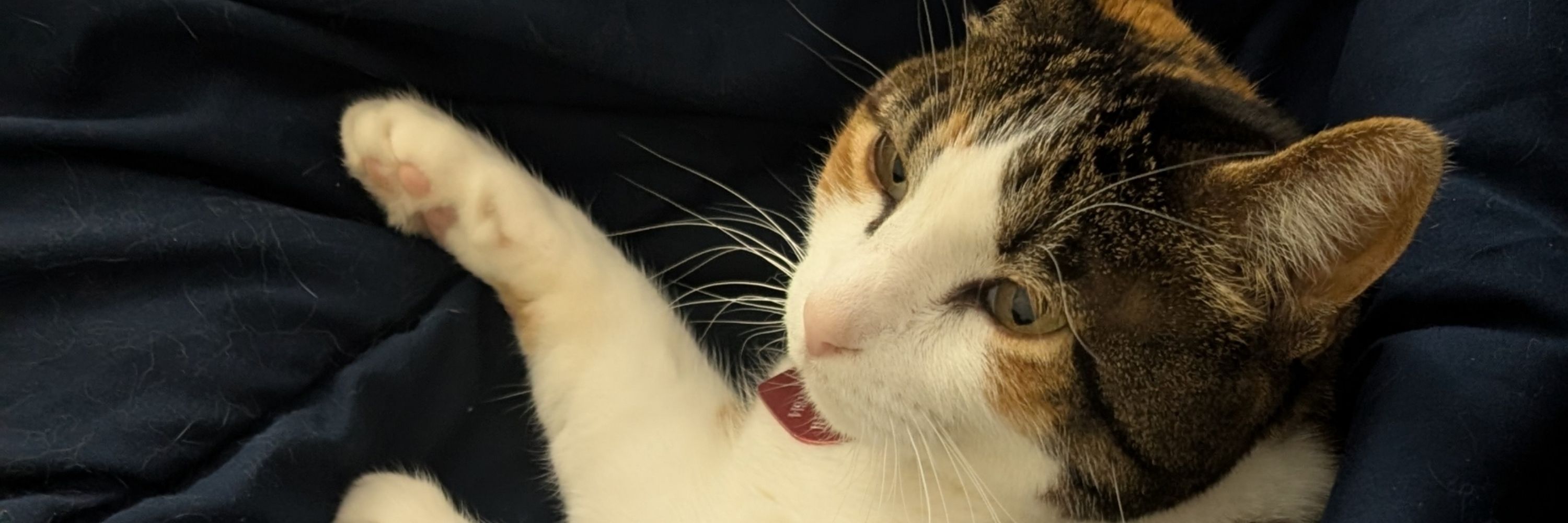 Chau