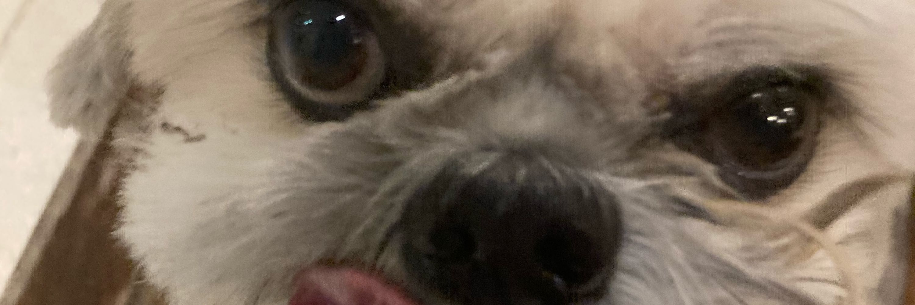 sofiazul
