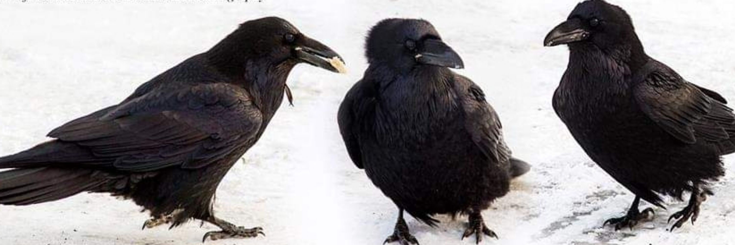 Raven's Reflection