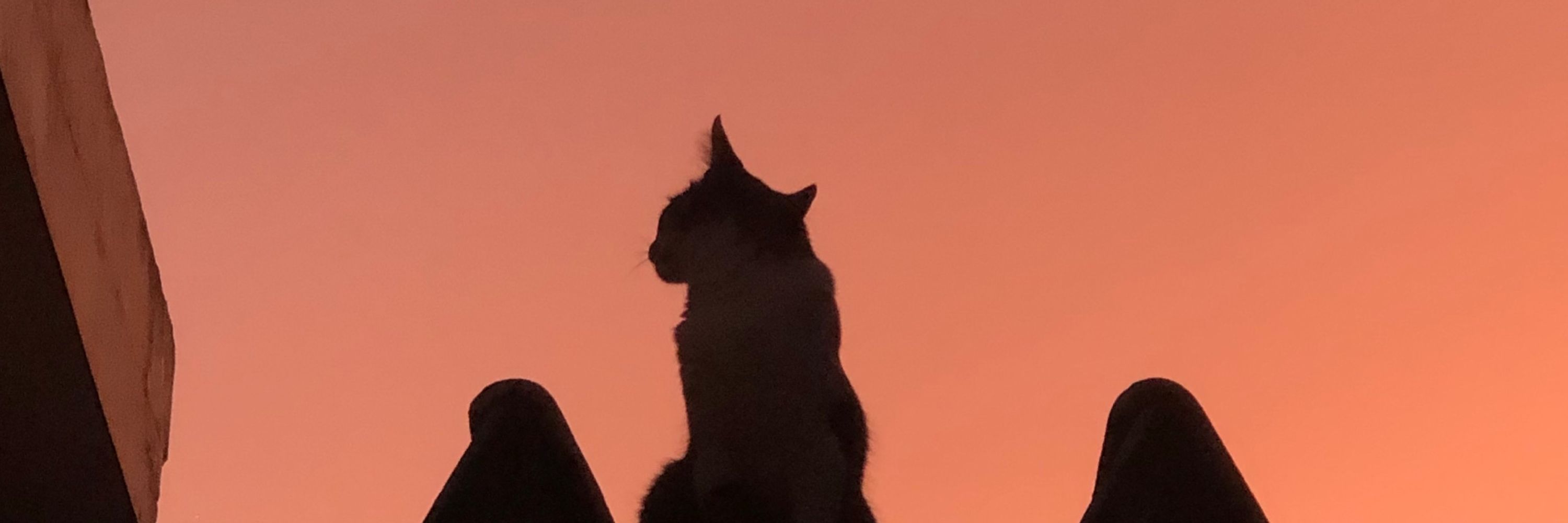 gatinha manhosa 