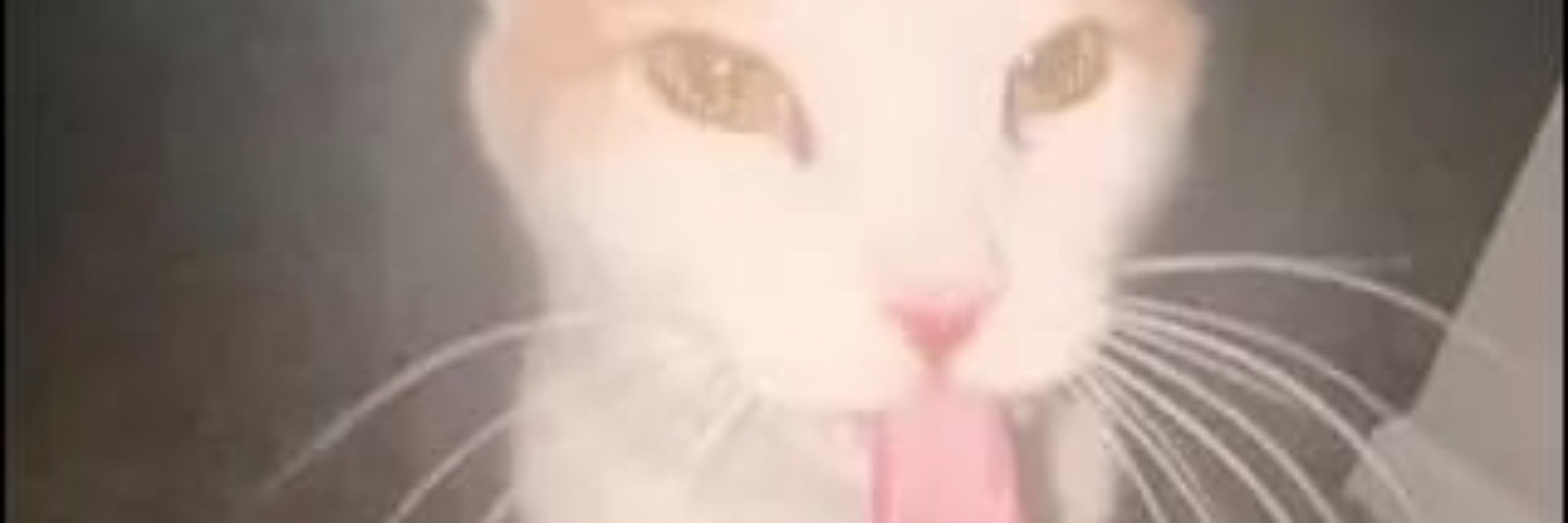 Foxyl Poksil Mpoksil
