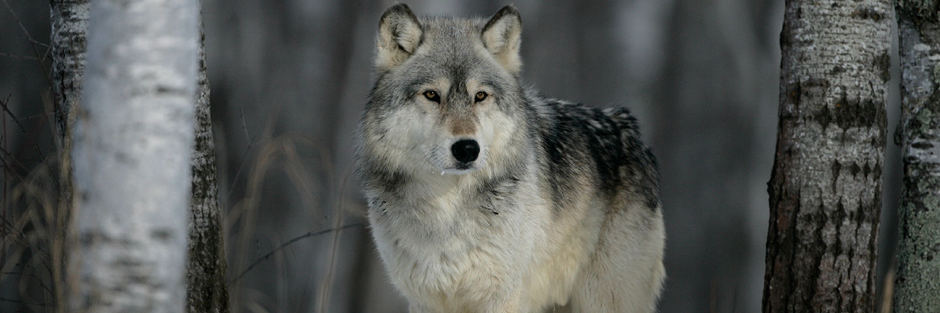 The Pack System