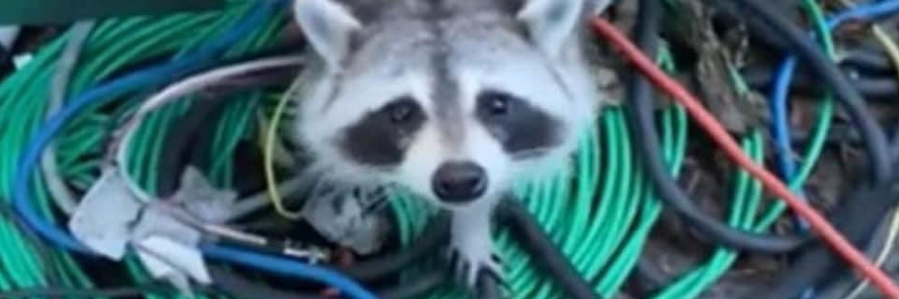 marc 🦝