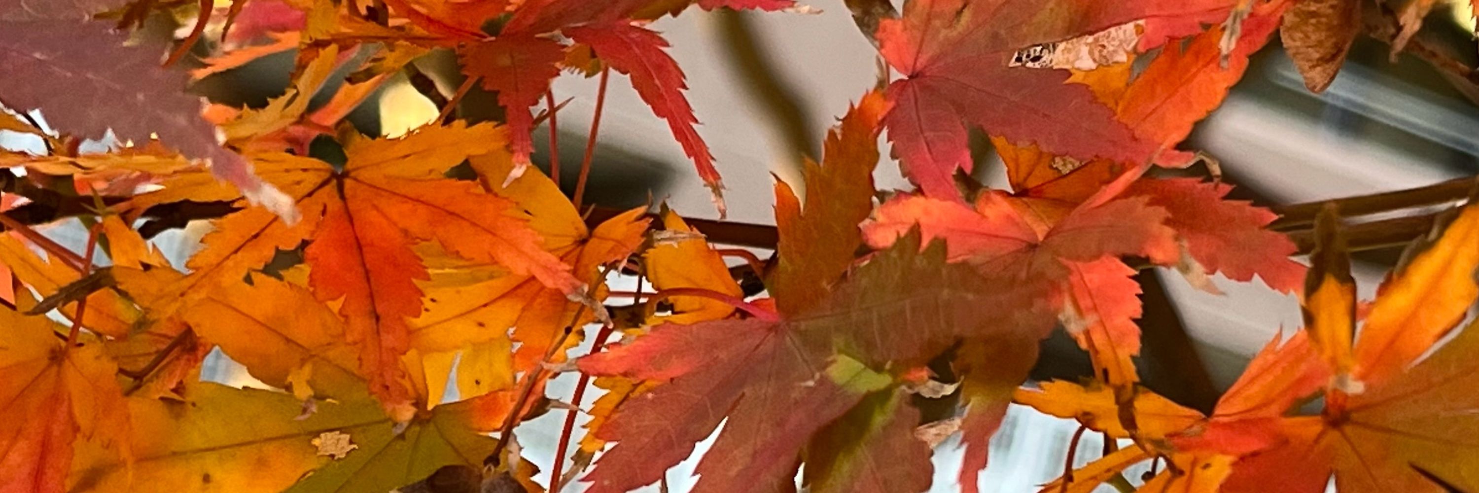 かえで🍁（桜子先生事務局）