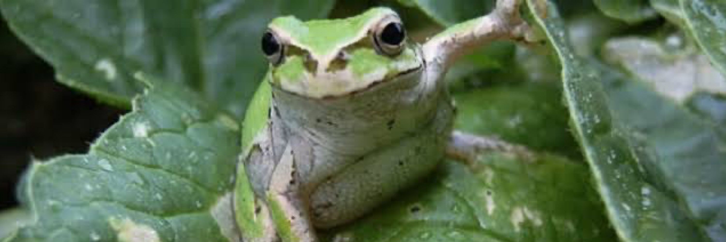 かえ蔵