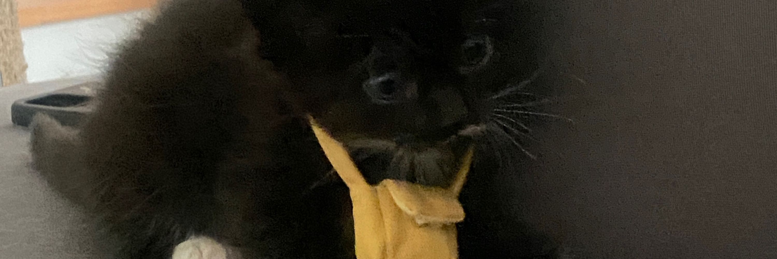 ดต.