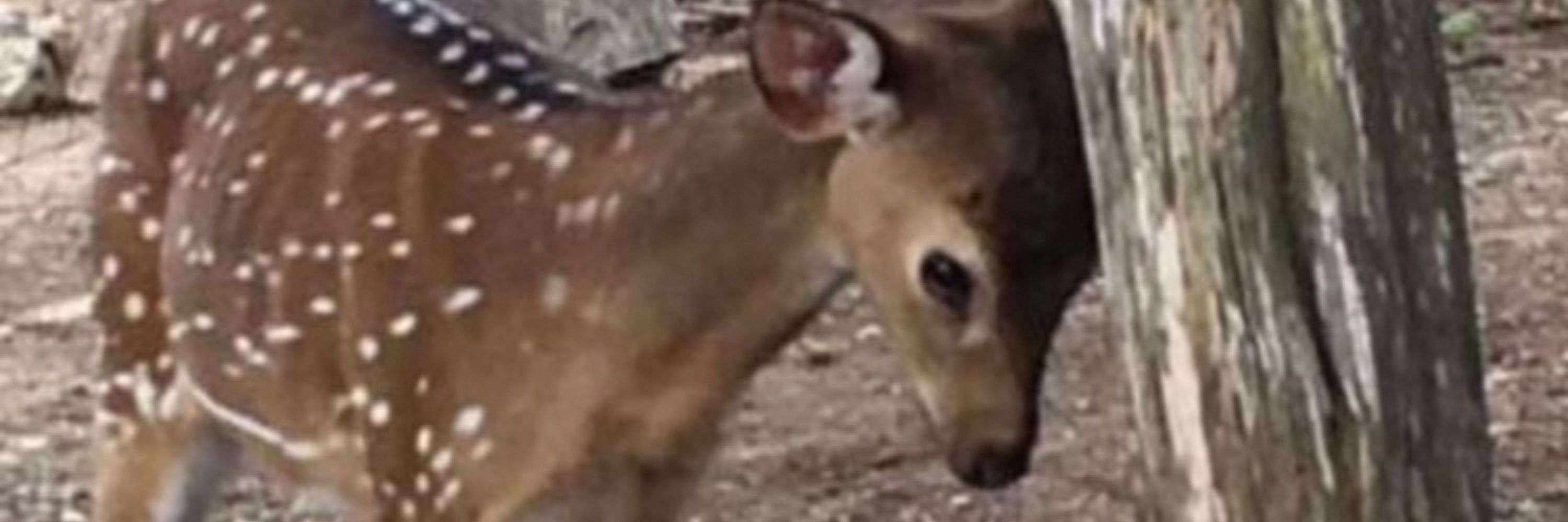 Rотово! 🦌