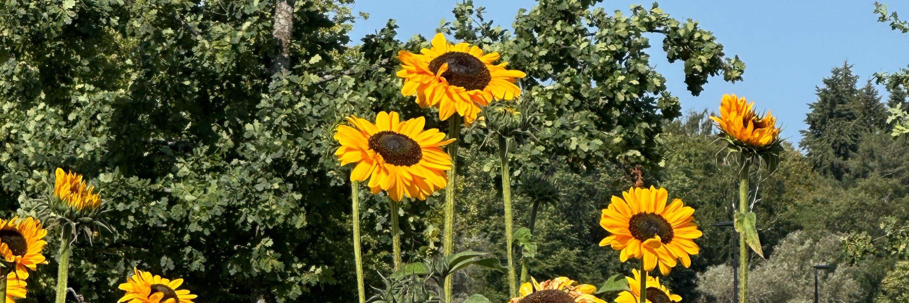 Minna Ålander 🌻