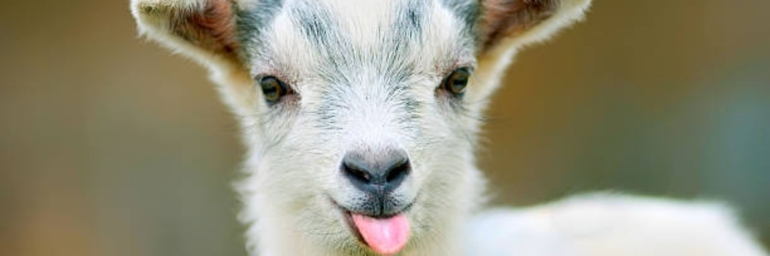 Goat-Person