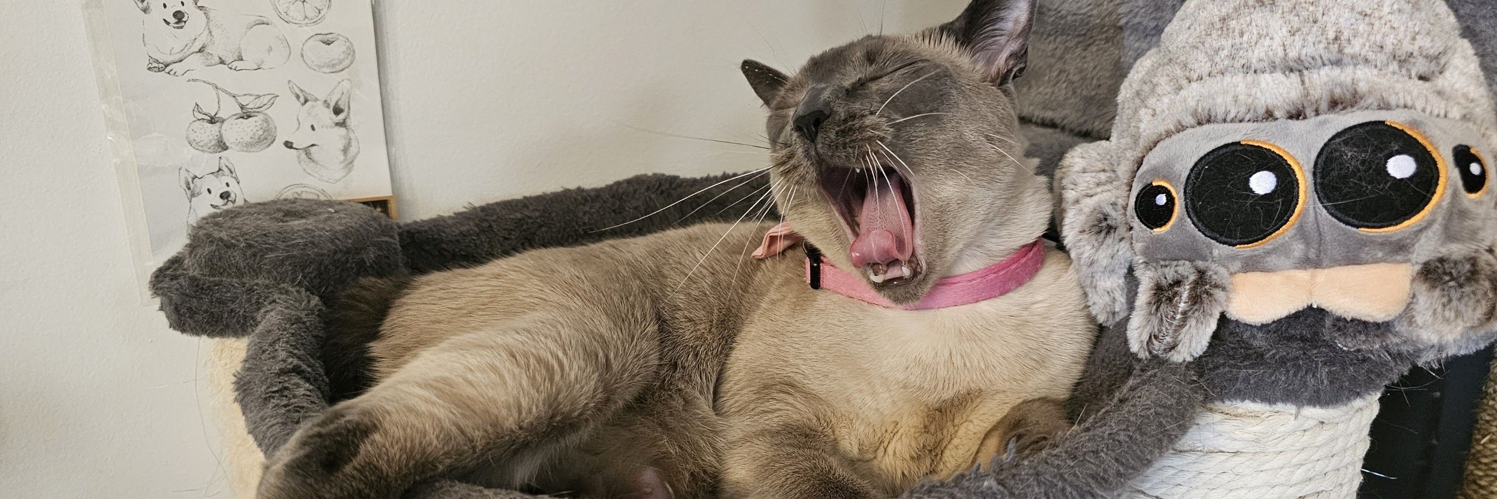 Mint the Cat